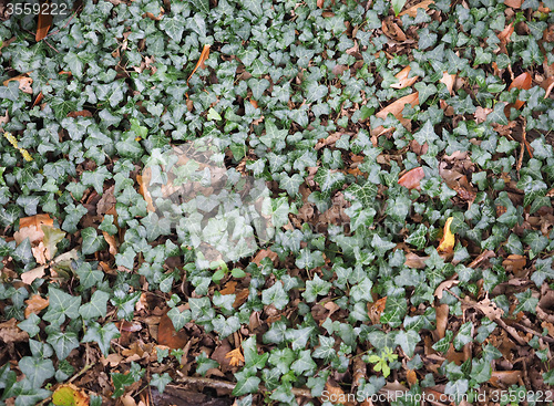 Image of Ivy plant background