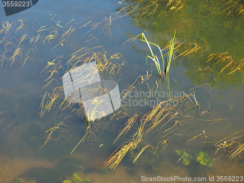 Image of Green water plants