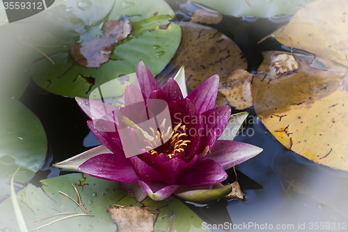 Image of red water lily