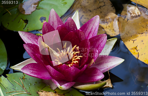 Image of red water lily