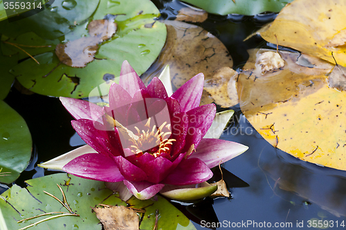 Image of water lily