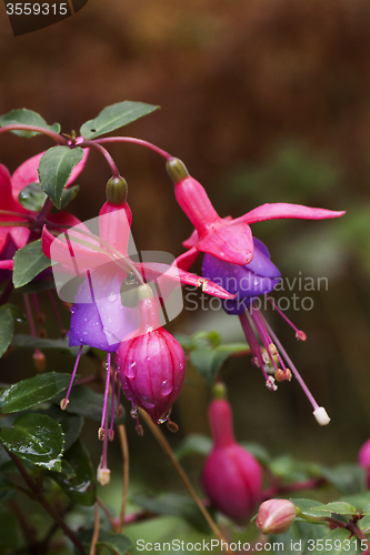 Image of fuschia with waterdrops