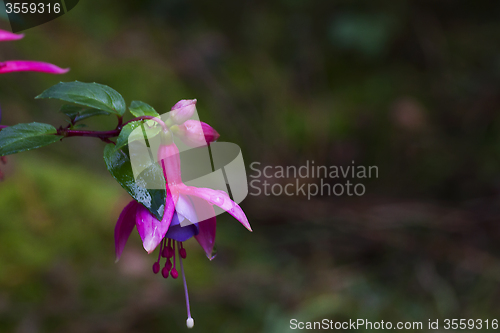 Image of fuschia