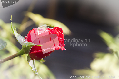 Image of red rose