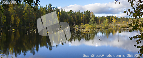 Image of Panorama of beautiful forest swamp