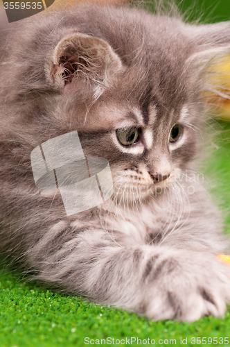 Image of Gray kitten