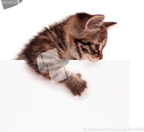 Image of Kitten with blank