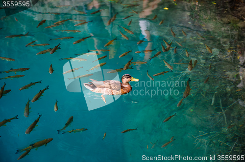 Image of Duck and fishes in water of Plitvice Lakes, Croatia