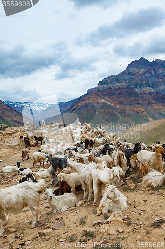 Image of Mountain goats, Spiti Valley