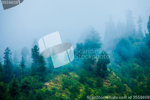 Image of Fog in the morning forest