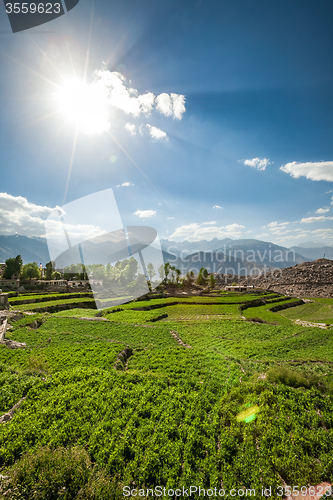 Image of Agricultural field Spiti Valley, Himachal Pradesh, India