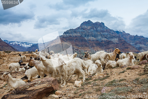 Image of Mountain goats, Spiti Valley