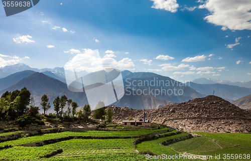 Image of Agricultural field Spiti Valley, Himachal Pradesh, India