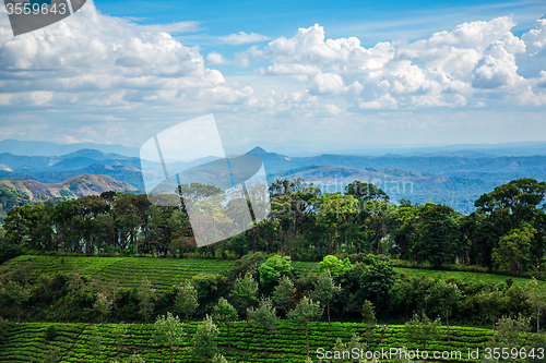 Image of Tea plantations in India