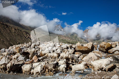 Image of Mountain goats, Spiti Valley