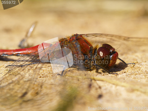 Image of red dragonfly