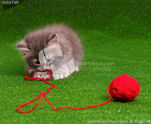 Image of Cute kitten