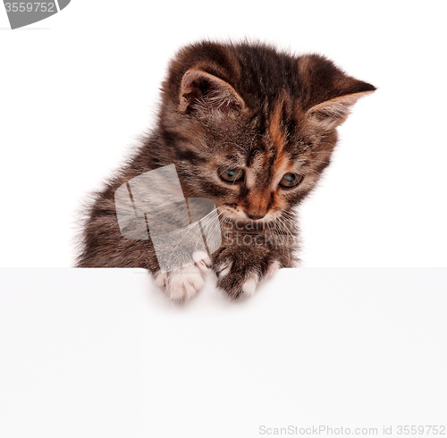 Image of Cute kitten