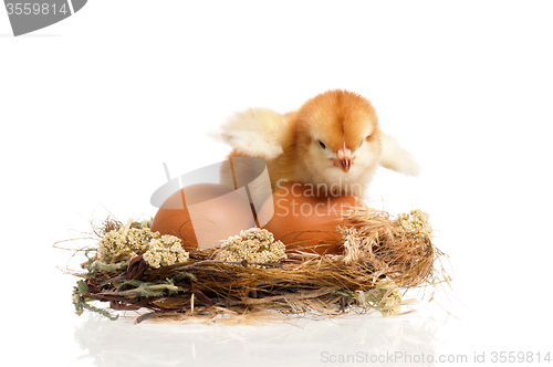 Image of Chicken in nest