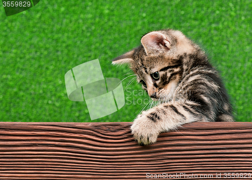 Image of Cute kitten