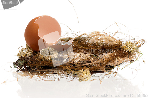 Image of Eggs in nest