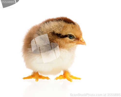 Image of Newborn chick