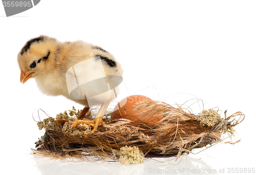 Image of Newborn chick