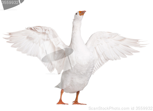 Image of Domestic goose