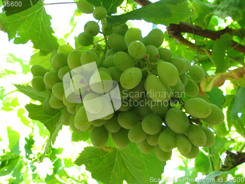 Image of grapes