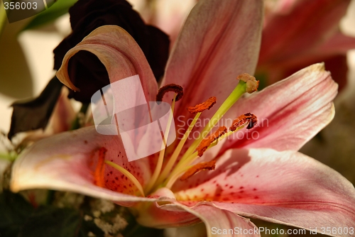 Image of Lilium