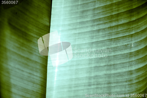 Image of  thailand  light  abstract leaf and  green  black   kho samui b 