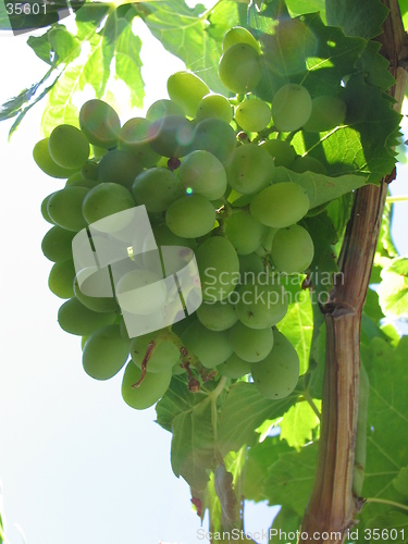 Image of grapes