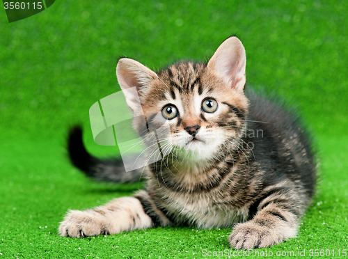 Image of Cute kitten