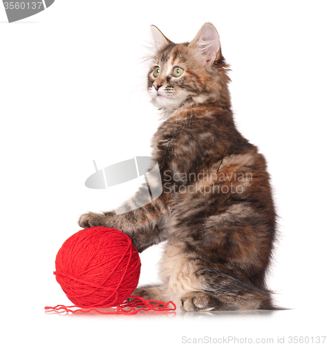 Image of Kitten playing