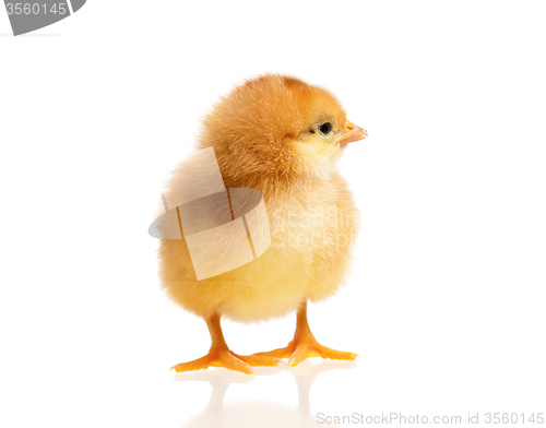 Image of Little chick