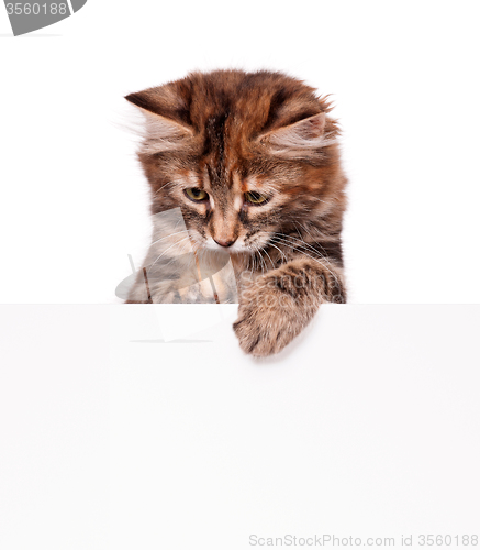 Image of Kitten with blank