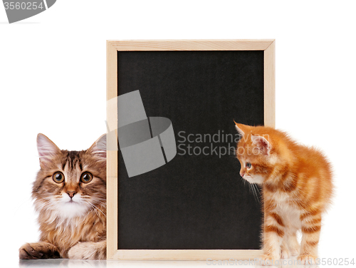 Image of Cat with blackboard