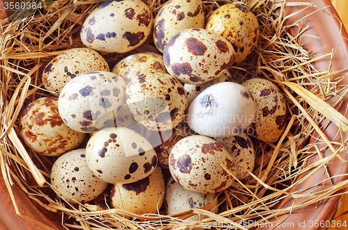 Image of raw guail eggs