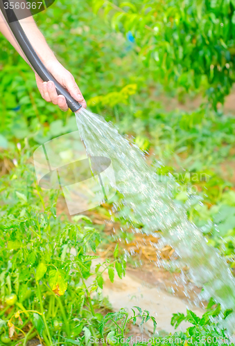 Image of Working watering garden from hose