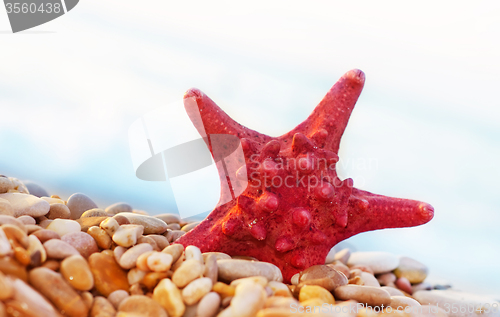 Image of starfish