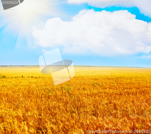 Image of Yellow field in Crimea