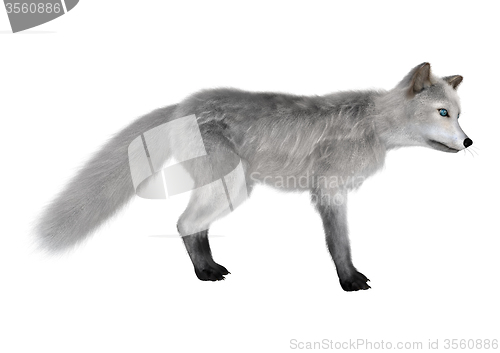 Image of Arctic Fox