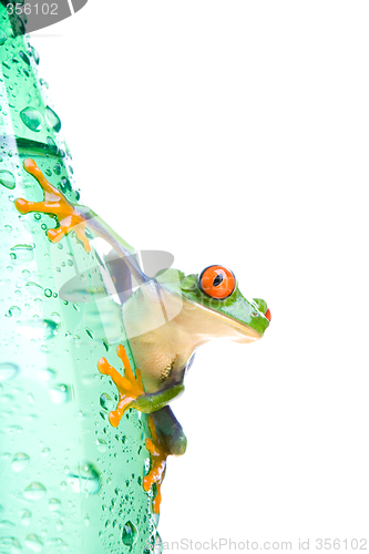 Image of tree frog on water bottle isolated