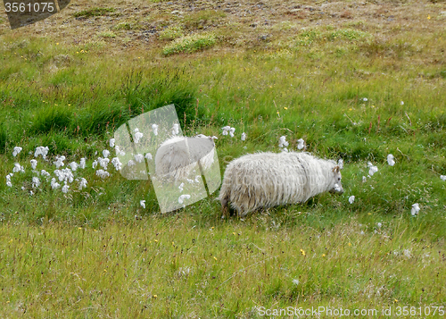 Image of Icelandic sheep in Iceland