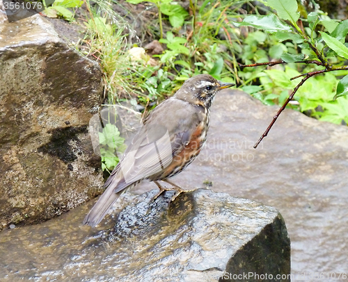 Image of bird in celand