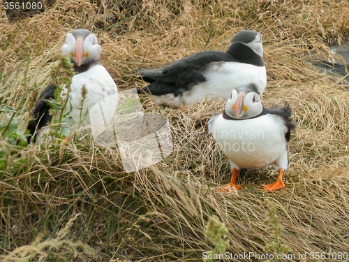 Image of Atlantic puffin