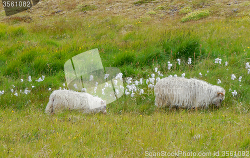 Image of Icelandic sheep in Iceland