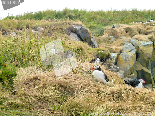 Image of Atlantic puffin