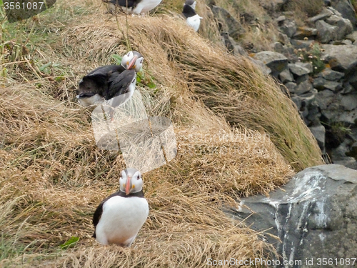 Image of Atlantic puffin