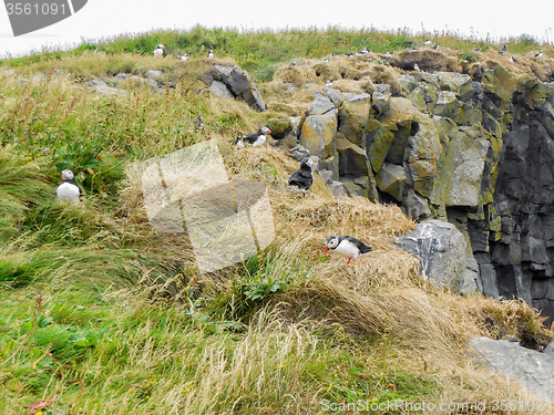 Image of Atlantic puffin